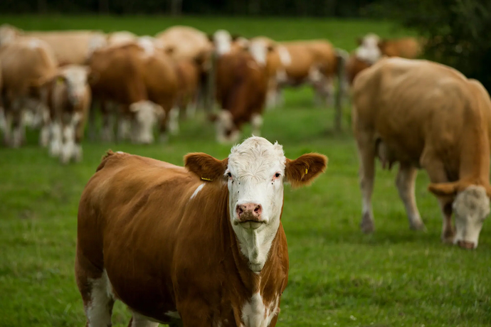 ANIMAL HEALTH AND WELFARE: CATTLE