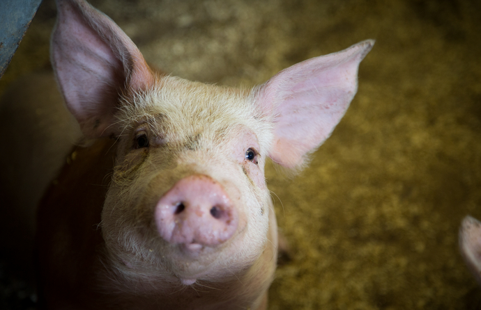 ANIMAL HEALTH AND WELFARE: PIG