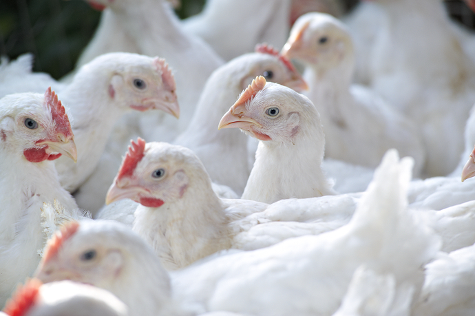 ANIMAL HEALTH AND WELFARE: POULTRY