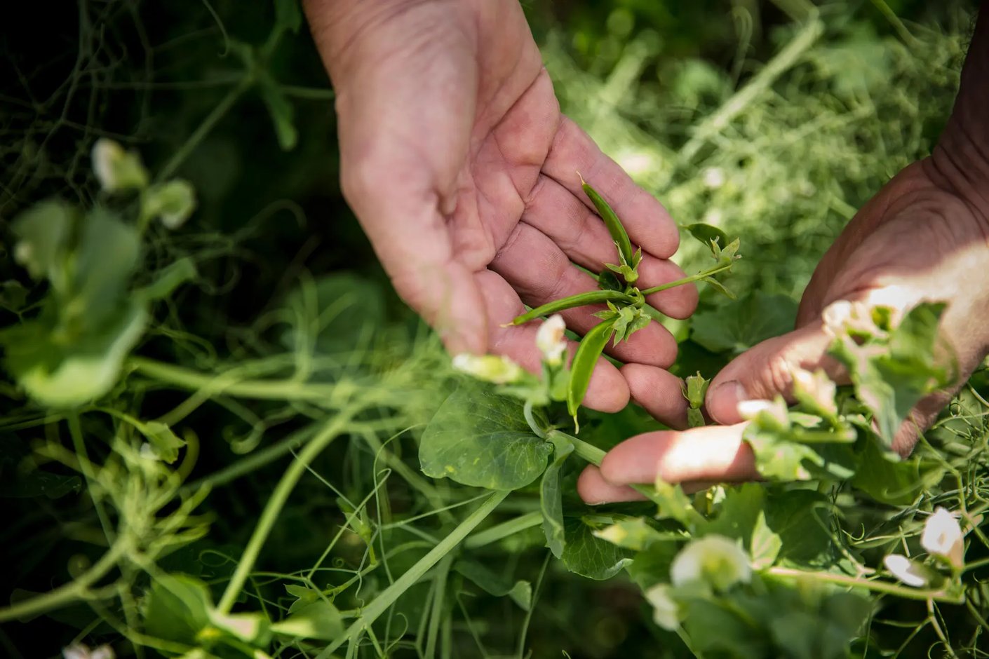 Model.ImageDescription