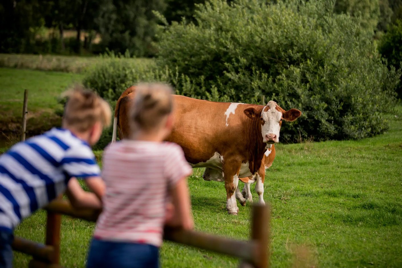 Model.ImageDescription