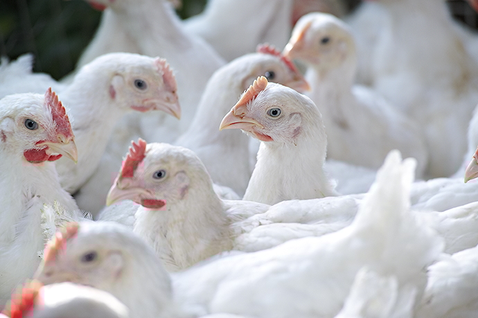ANIMAL HEALTH AND WELFARE: POULTRY